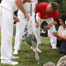 weighing-cygnets